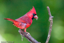 cardinal